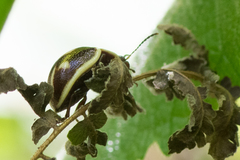 Platyphora spectabilis