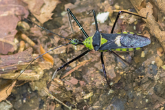 Zelus armillatus