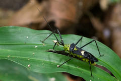 Zelus armillatus