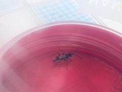 Agenioideus cinctellus