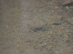 Parathelphusa convexa