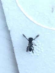 Agenioideus cinctellus