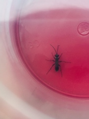 Agenioideus cinctellus