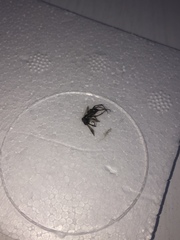 Agenioideus cinctellus