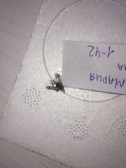 Agenioideus cinctellus