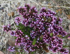 Andersonia caerulea