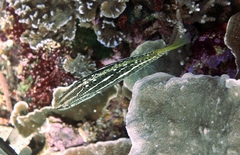 Anyperodon leucogrammicus