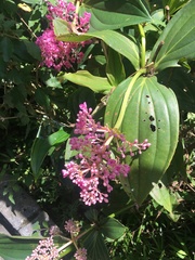 Medinilla multiflora