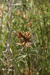 Bolboschoenus glaucus