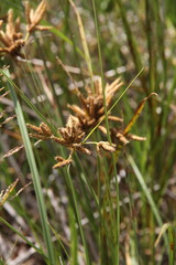 Bolboschoenus glaucus