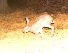 Lepus capensis