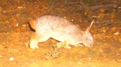 Pronolagus saundersiae