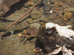 Parathelphusa convexa