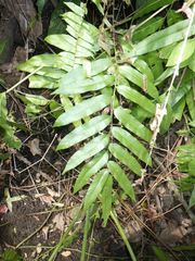 Stenochlaena palustris