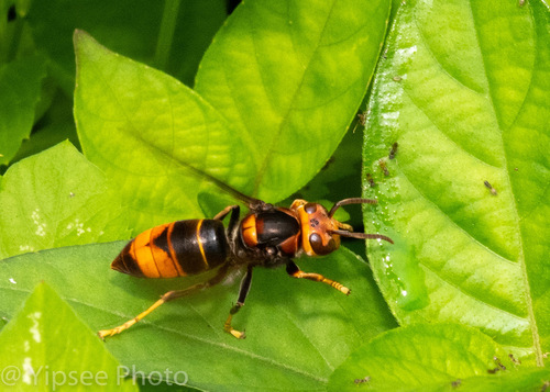Yellow-legged Hornet, photo 2 of 8