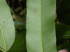 Stenochlaena palustris