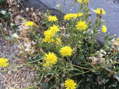 Crepis bursifolia