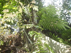 Pterospermum javanicum