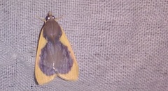 Prooedema inscisalis