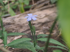Eranthemum tetragonum