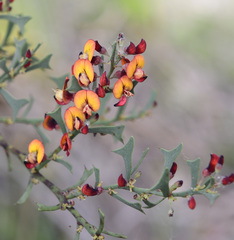 Daviesia physodes