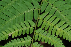 Dryopteris lacera