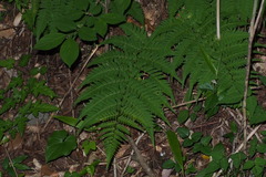 Dryopteris lacera