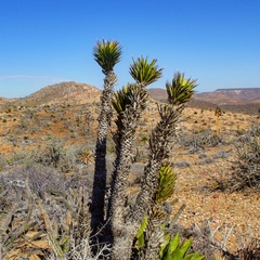 Yucca valida