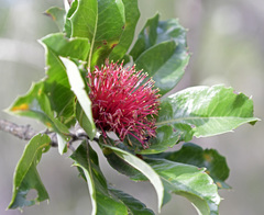 Banksia ilicifolia
