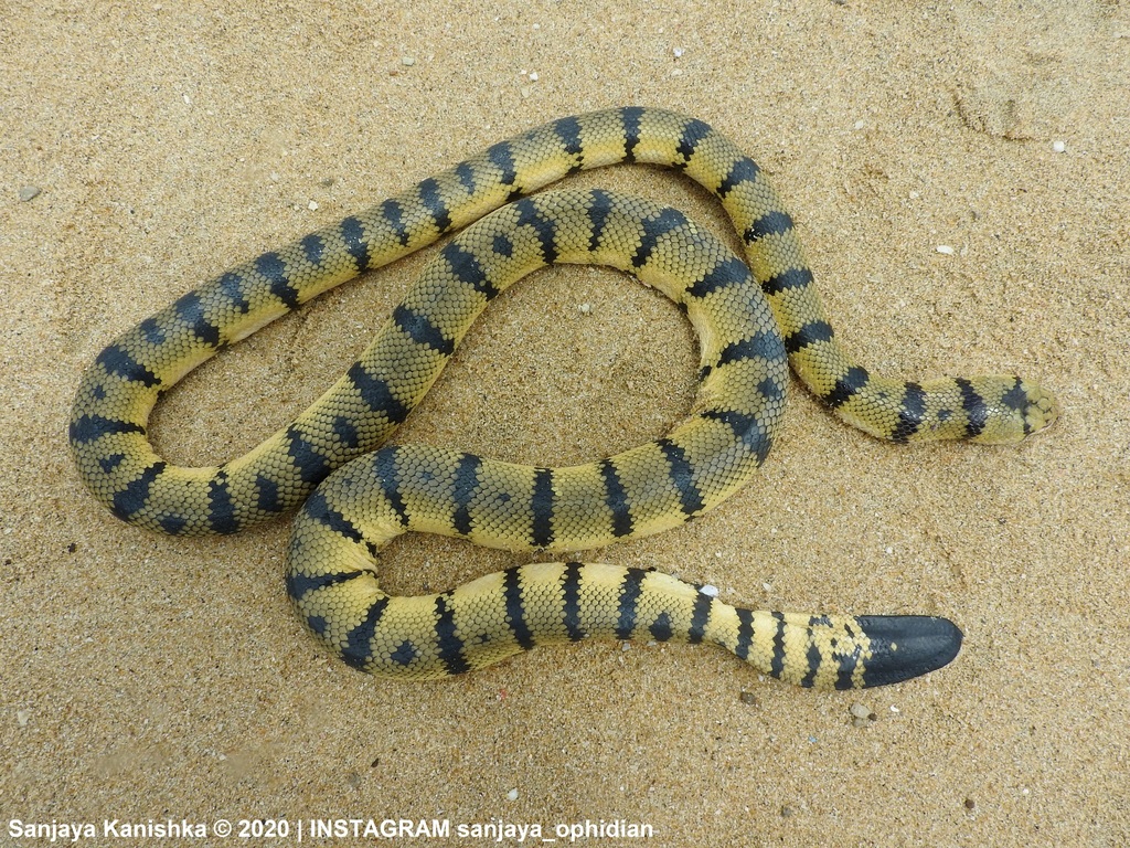Yellow Sea Snake