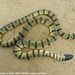 Yellow Sea Snake - Photo (c) Sanjaya Kanishka, some rights reserved (CC BY-NC), uploaded by Sanjaya Kanishka