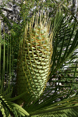 Macrozamia riedlei