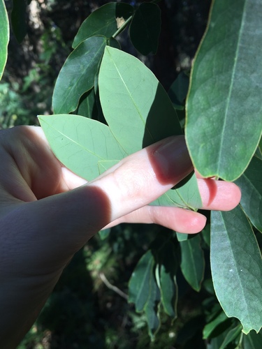 Senna pendula