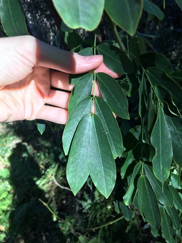 Senna pendula