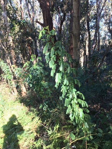 Senna pendula