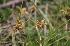 Bolboschoenus glaucus