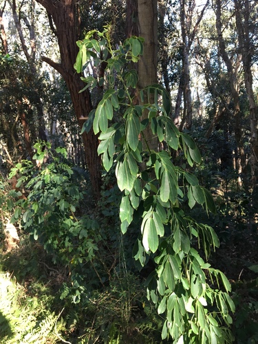 Senna pendula
