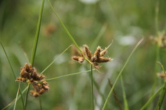 Bolboschoenus glaucus