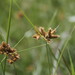 Tuberous Bulrush - Photo (c) Богданович Светлана, some rights reserved (CC BY-NC), uploaded by Богданович Светлана