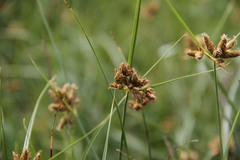 Bolboschoenus glaucus