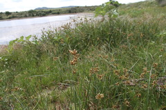 Bolboschoenus glaucus