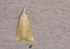 Schoenobiinae