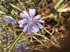 Cichorium intybus