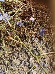 Cichorium intybus
