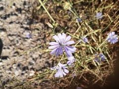 Cichorium intybus