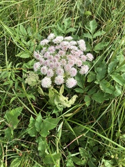 Angelica archangelica