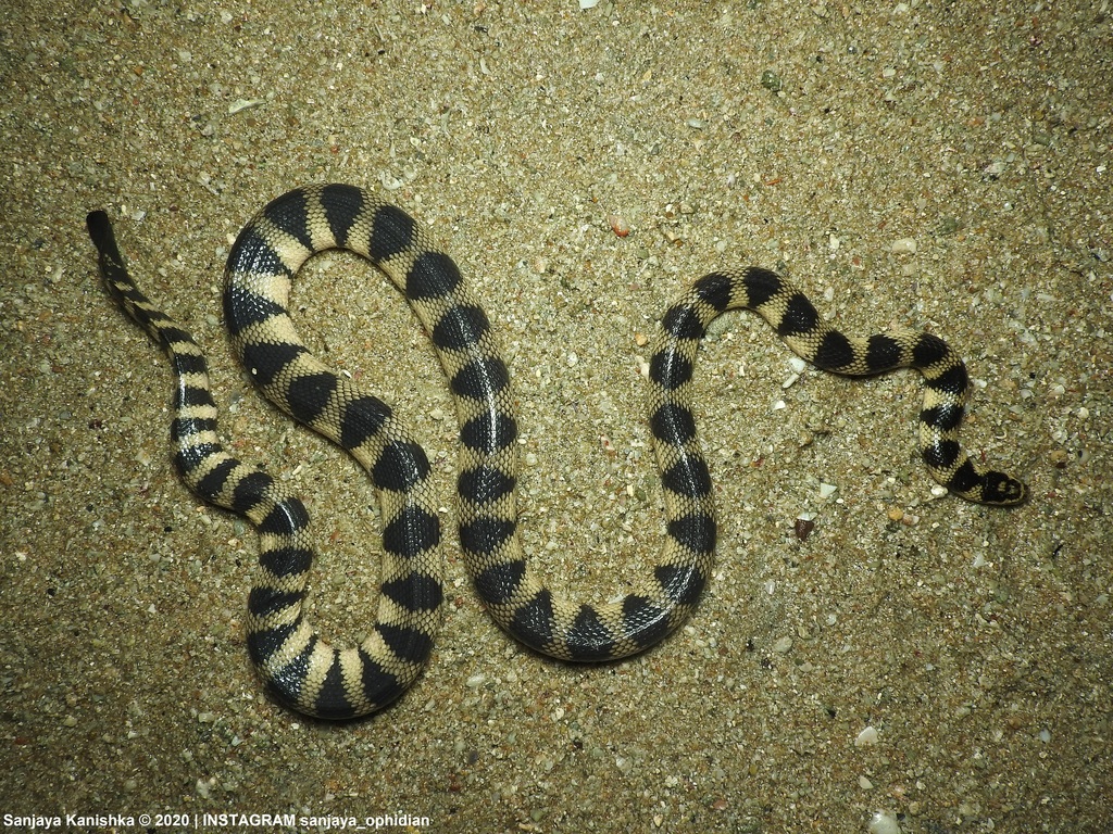 Annulated Sea Snake (Hydrophis cyanocinctus) - Snakes and Lizards