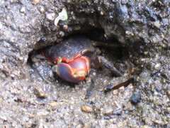 Chasmagnathus convexus