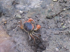 Chasmagnathus convexus