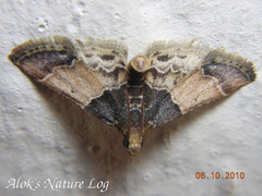 Pyralis pictalis